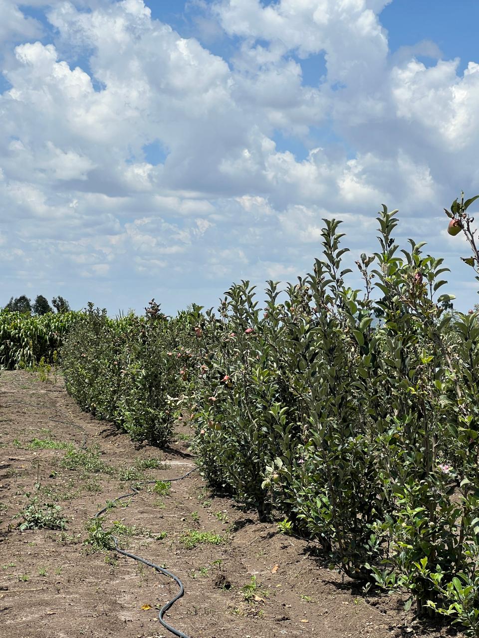 Best apple seedling for Wambugu Apples