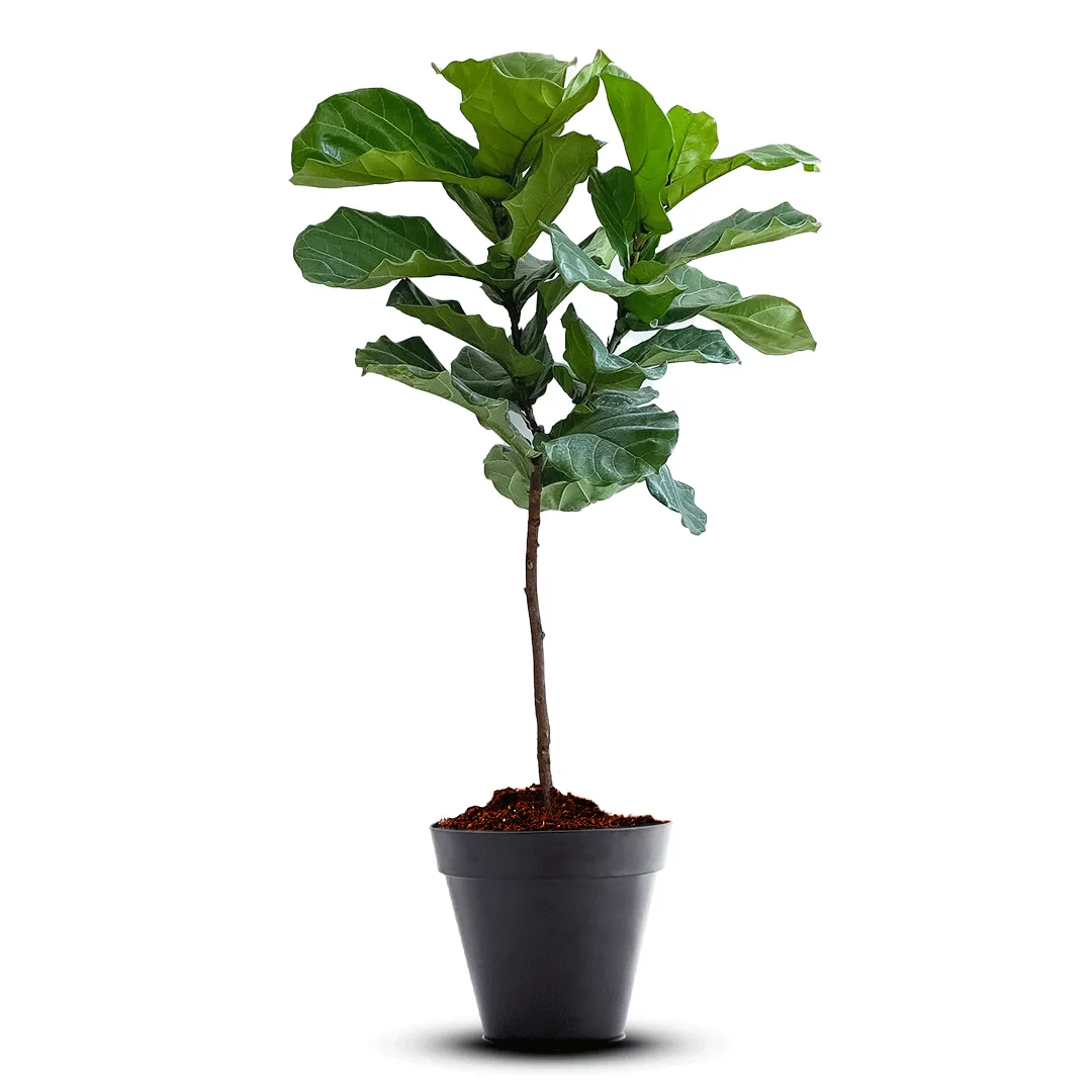 Fig Fruit Seedling