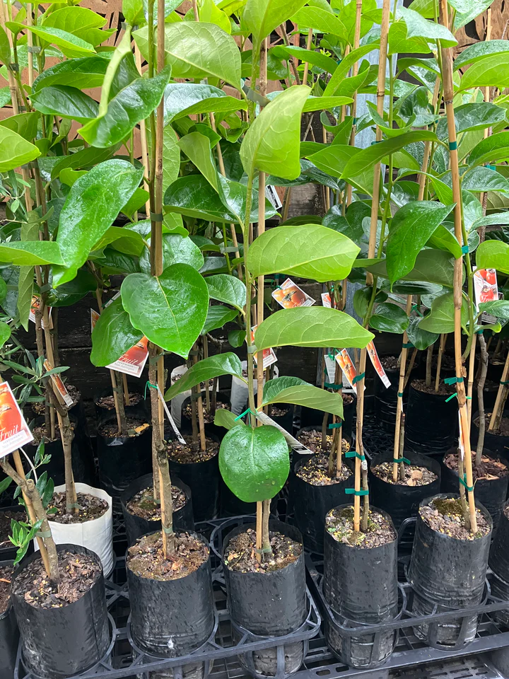 Persimmon Seedling