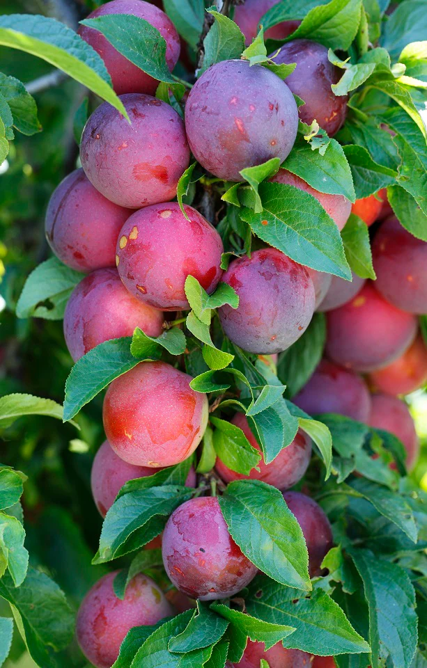 Plums Seedlings